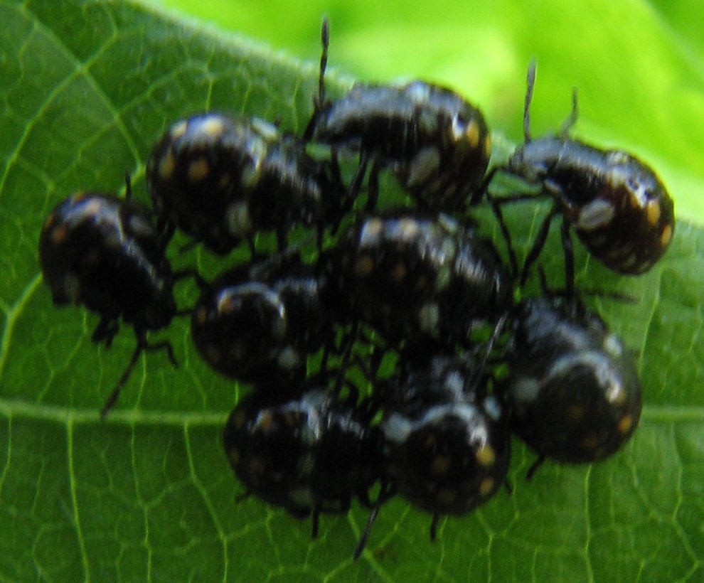 Nezara viridula juv.